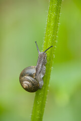 wild snail in shell crawling on plant