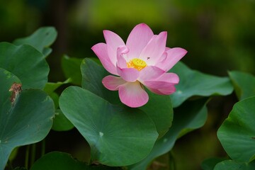 A large pink lotus flower in the background is a large green lotus leaf.