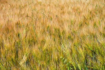 Foto scattata ad un campo di grano attorno alle colline di Tassarolo.