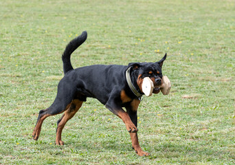 training of rottweiler for retrieving an object