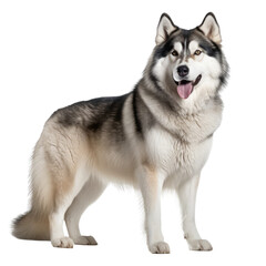 Fototapeta premium Alaskan Malamute dog isolated on white