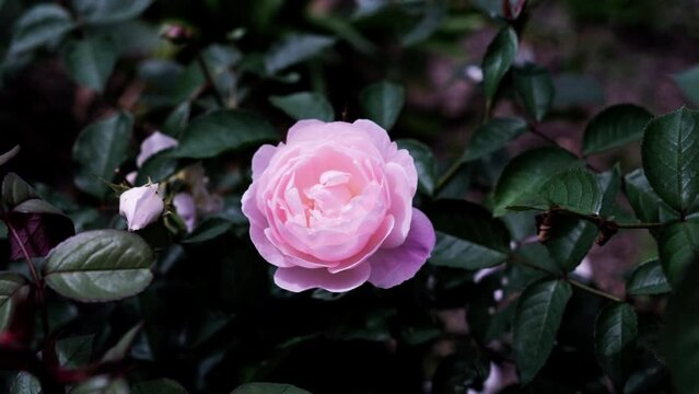 静かな風に触れるピンク色の薔薇