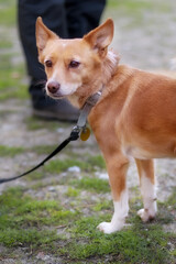 red-haired mongrel small dog outdoor close-up portrait