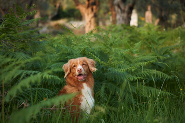 dog in the fern. Nova Scotia duck tolling retriever in nature. Toller in the forest
