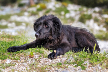 Black dog puppy lying dowm in the grass, walk outdoors fun