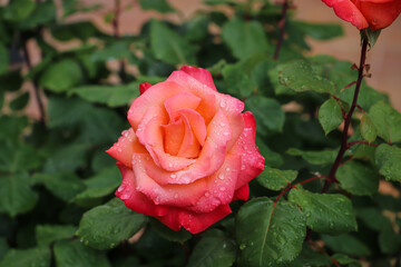 closeup of a rose with drops of dew