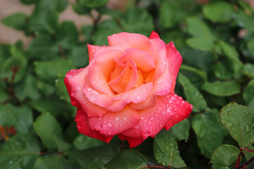 closeup of a rose with drops of dew