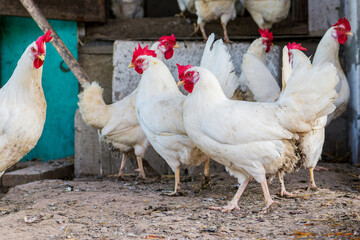 White chickens. A flock of birds in a hen house. Close-up