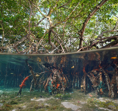 Red mangrove trees in the sea (Rhizophora mangle) with their roots underwater, split view over and under water surface, Central America, Panama