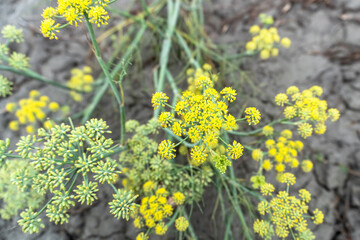 close-up dill plant in selective focus. Fresh dill (Anethum graveolens) growing on the vegetable bed. Annual herb, family Apiaceae. Growing fresh herbs. Green plants in the garden