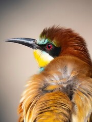 close-up bee-eater
