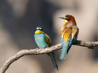 bee eater bird