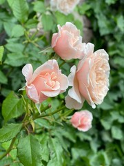pink roses in a garden