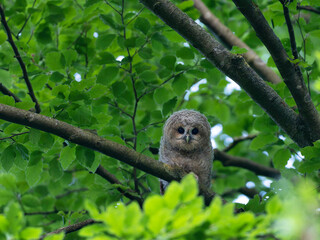 tawny owl 