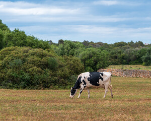 Fototapeta premium Adult dairy cow grazing in a beautiful meadow in a rural setting on a sunny day with copy space - Menorca farm, spain