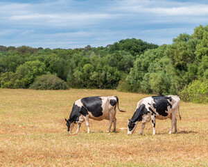 Two dairy cows grazing in a field - image of two beautiful cows with copy space - Menorca farm, spain
