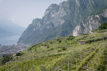 Weinhänge am Gardasee