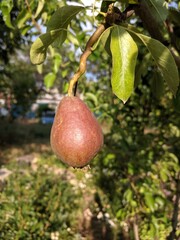 Tree of pear