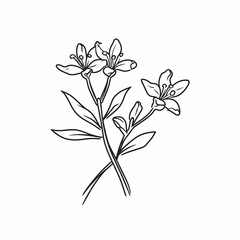 Black Line Art Of Jasmine Flower Illustration