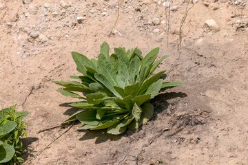 Mullein Foxglove (Dasistoma macrophylla) growing plant in Wisconsin