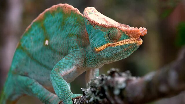 A Madagascar giant chameleon sits lurking on a branch