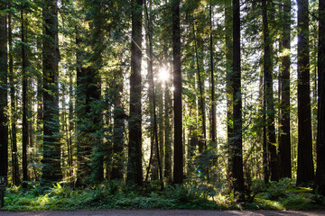 Obraz premium forest at cabrillo highway with redwood trees in sunset, California