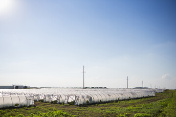 industrial cultivation of strawberries in greenhouses in summer