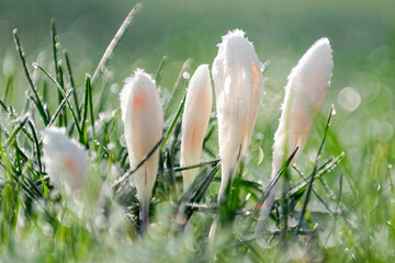 Fleurs couvertes de givre