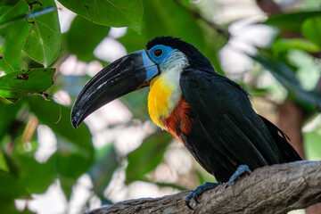 Channel-billed Toucan (Ramphastos vitellinus) stands on the tree