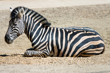 Fototapeta na wymiar Zebra lying on the ground