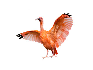 scarlet Ibis (Eudocimus ruber) isolated on white background, outstretched red wings