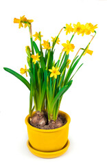 Obraz premium Potted blooming yellow daffodil spring flowers isolated on white background