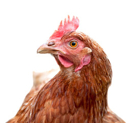 A red laying hen lives on an organic farm. Raising poultry for meat and eggs