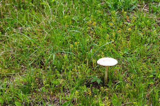 Leucoagaricus leucothites
