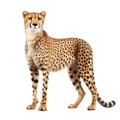 Cheetah isolated on white created with Generative AI