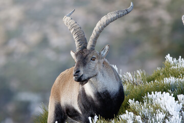 View of a large male Iberian Ibex (Western Spanish Ibex, Alpine Ibex) walking and grazing on a...