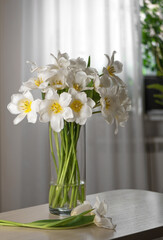 bouquet of fresh white tulips in glass vase on a beige background on a table in the interior of a modern apartment