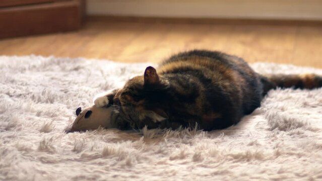 Calico cat playing with mouse toy on cozy home rug 