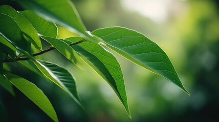 Nature of green leaf in garden at summer Generative AI