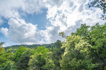 The beautiful Kasnak Meşesi is endemic tree and protected in the  Pulley Oak Nature Conservation Area In Isparta