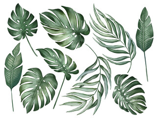 Palm leaves in watercolor style isolated on white background. Hand-drawn watercolor floral illustration on transparent background can be used on a variety of surfaces, wallpaper, textiles or packaging