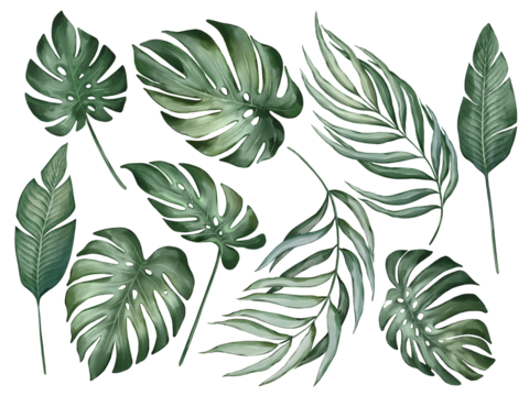 Palm leaves in watercolor style isolated on white background. Hand-drawn watercolor floral illustration on transparent background can be used on a variety of surfaces, wallpaper, textiles or packaging