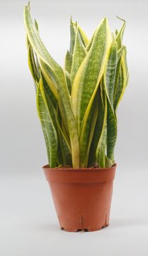 planta Sanseviera trifasciata, lengua de suegra o espada de San Jorge en maceta marr&oacute;n y aislada en fondo blanco