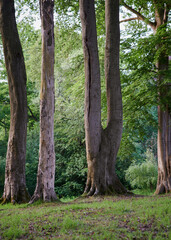tall trees with no branches in a forest