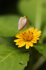 Fleurs du jardin