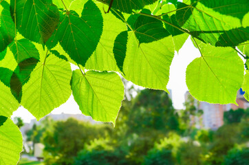 Green leaves on background of urban landscape. Branch with green leaves, space for text
