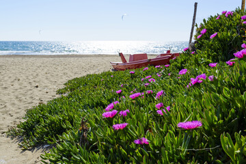 Fleurs au bord de mer