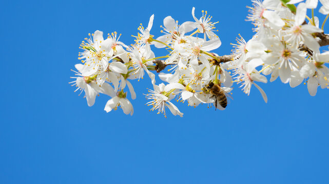 Biene an der Kirschblüte mit Blauen Himmel im Hintergrund 