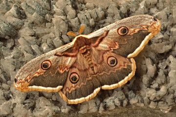 Emperor moth - Saturnia pavonia on rocks