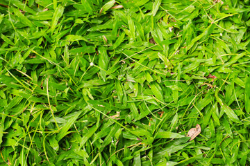 Rumput Kerbau (Paspalum conjugatum Berg) or buffalo grass that grows abundantly with some dry...